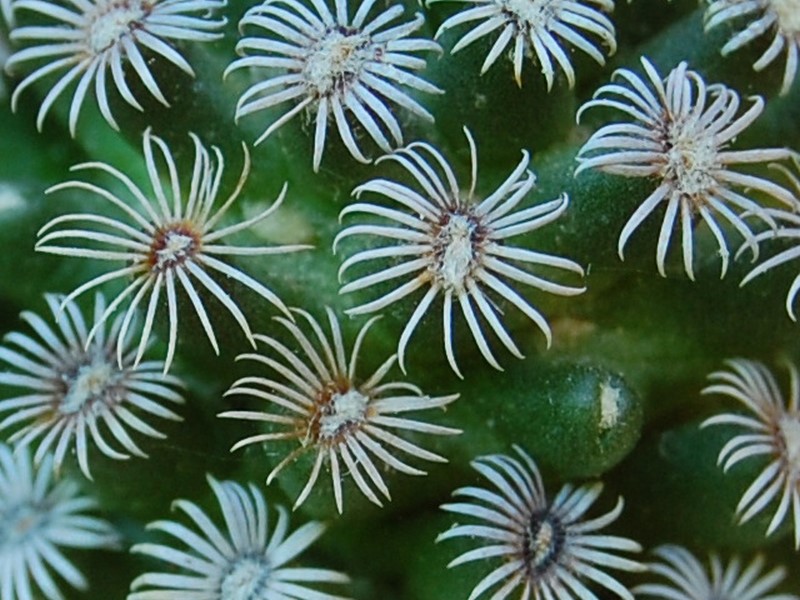 Mammillaria hernandezii 