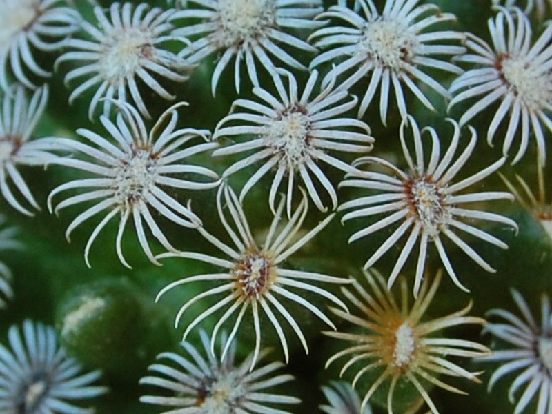 Mammillaria hernandezii 