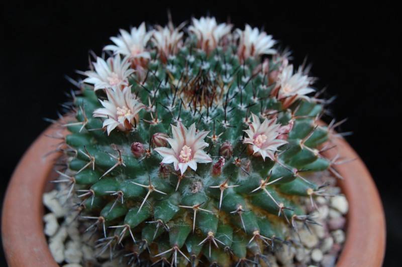 Mammillaria lloydii 