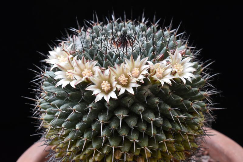 mammillaria lloydii