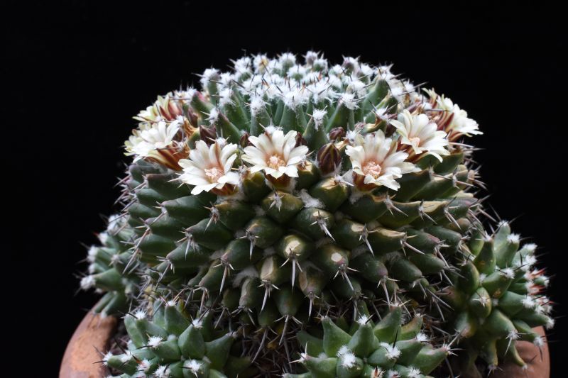 mammillaria vagaspina