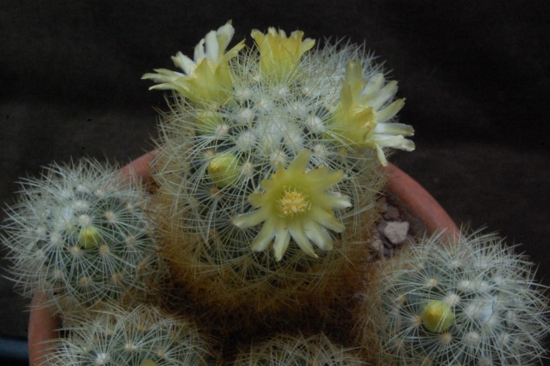 Mammillaria mieheana 