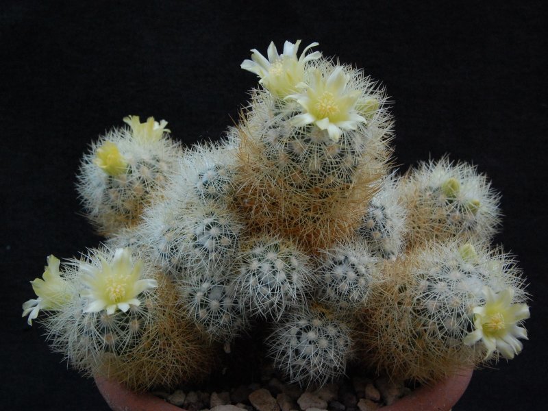 Mammillaria mieheana 