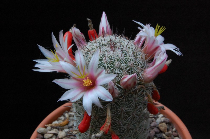 Mammillaria inaiae 