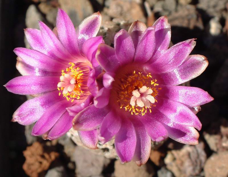 Turbinicarpus valdezianus 