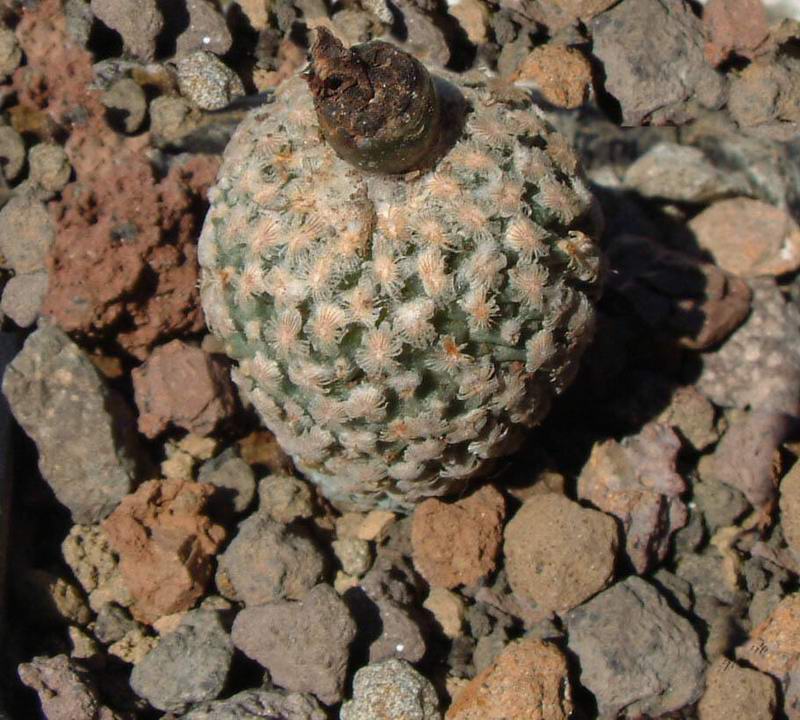 Turbinicarpus valdezianus 