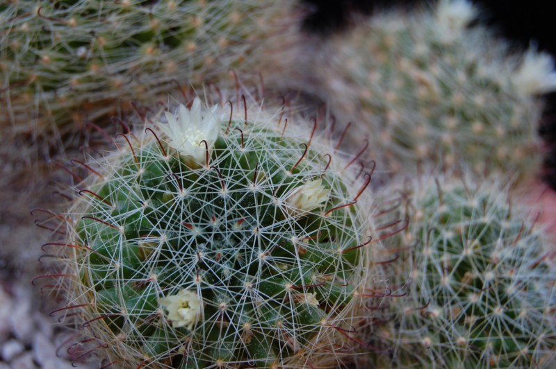 Mammillaria leucantha 