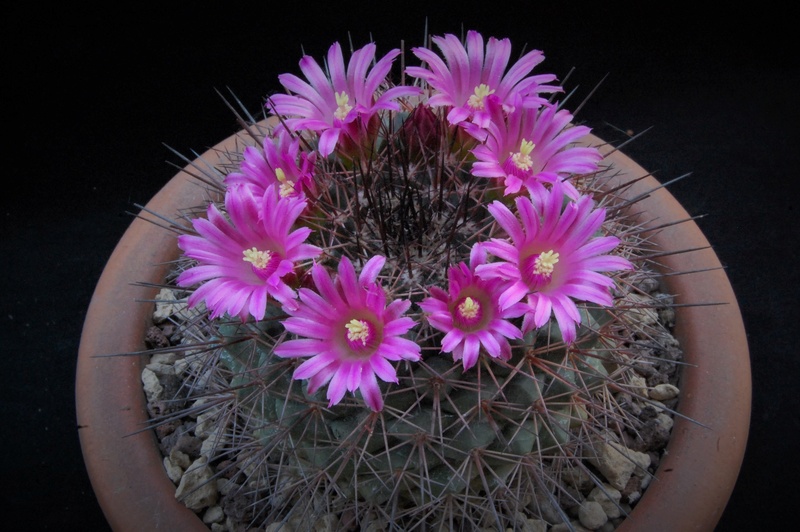 Mammillaria sonorensis SB 706