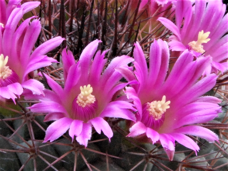 Mammillaria sonorensis SB 706