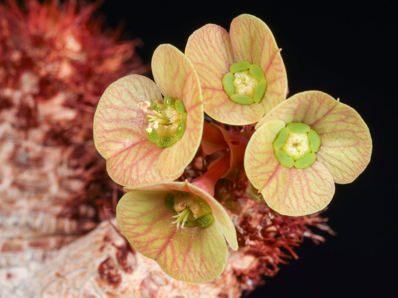 euphorbia ramenae