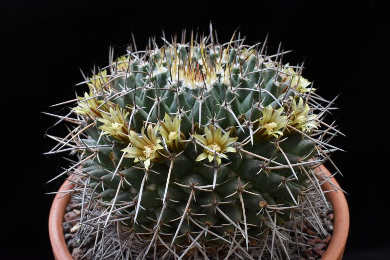 Mammillaria vagaspina BZ 4