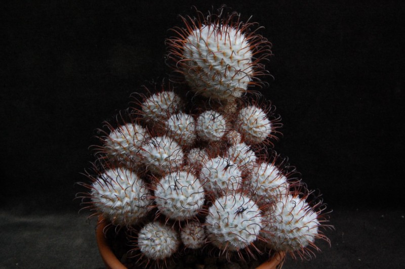 Mammillaria perezdelarosae 