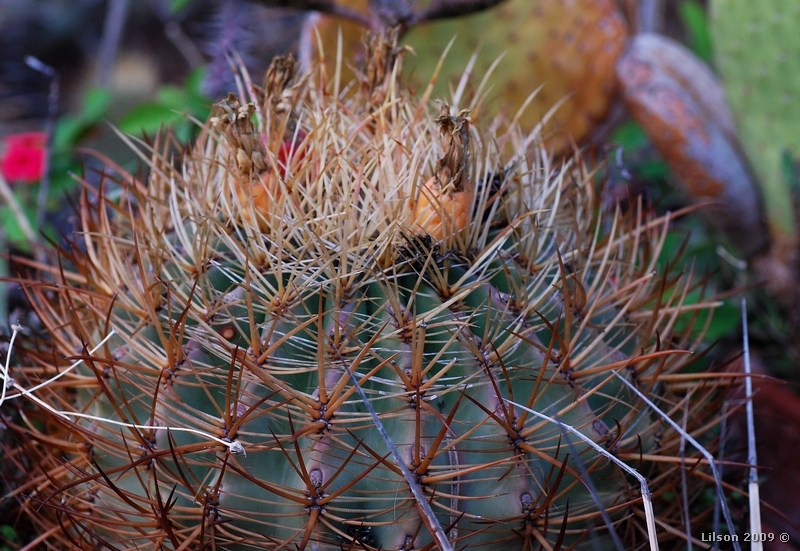 Ferocactus cylindraceus v. rostii 