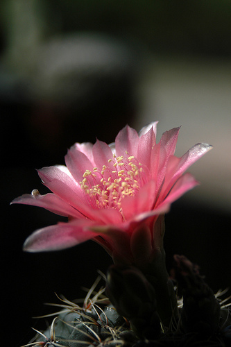 Gymnocalycium baldianum 