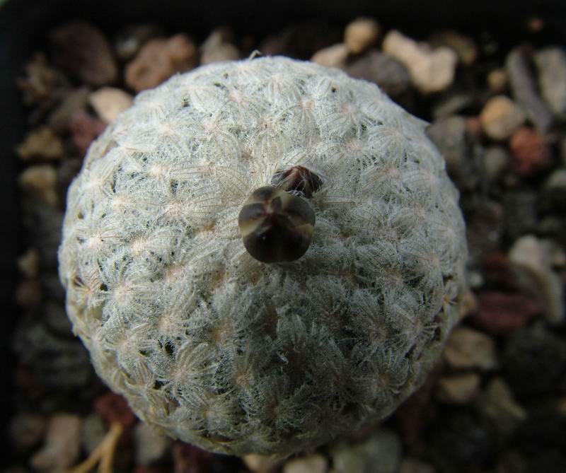 Turbinicarpus valdezianus 