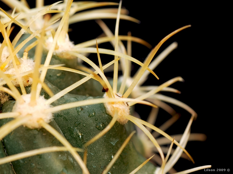 Ferocactus johnstonianus 