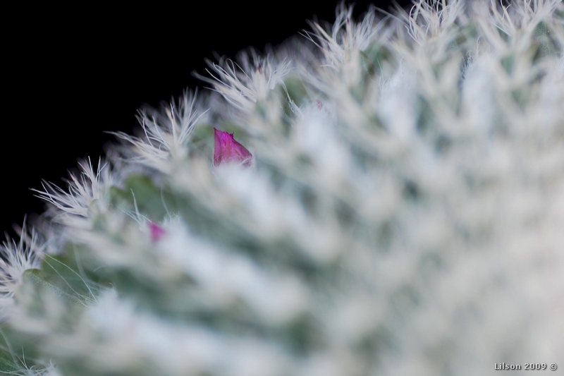 Mammillaria haageana 