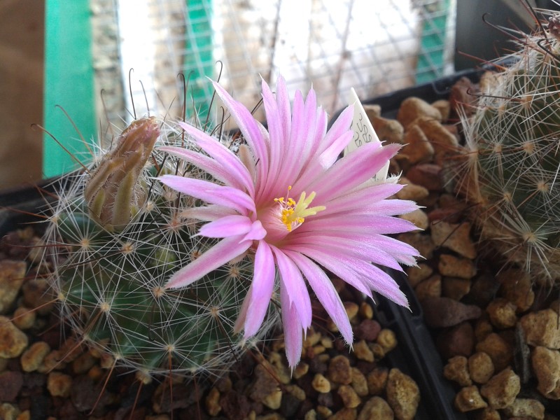 Mammillaria wrightii ssp. wilcoxii 