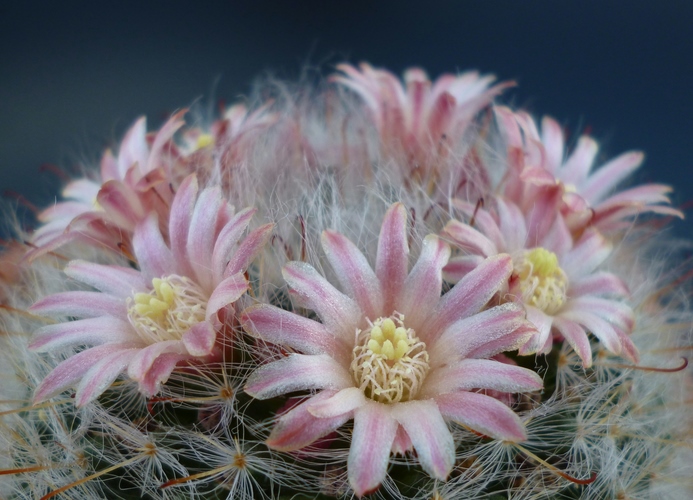 Mammillaria bocasana 