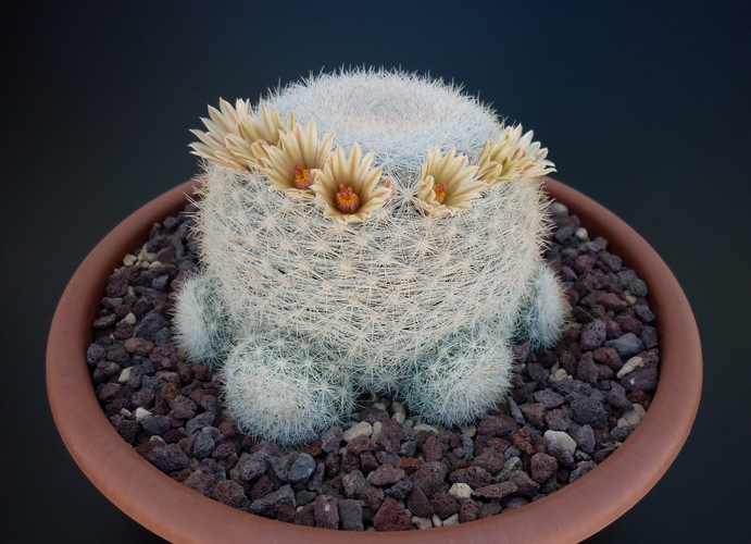 Mammillaria candida 