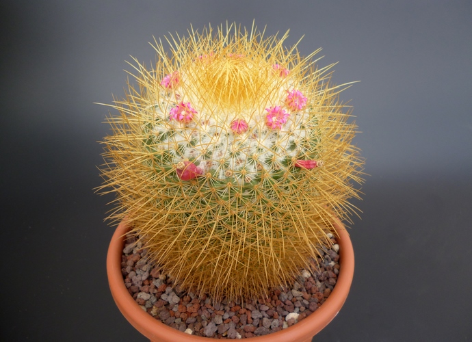 Mammillaria rhodantha ssp. pringlei 