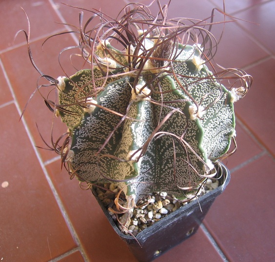 Astrophytum capricorne v. niveum 