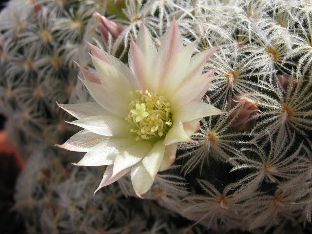 Mammillaria nana ssp. duwei 