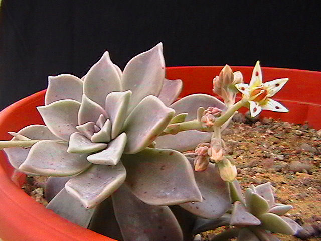 Graptopetalum paraguayense 