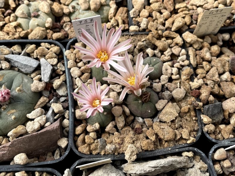 Lophophora alberto-vojtechii 