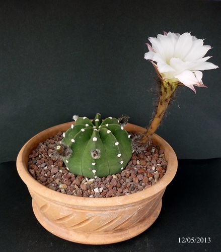 Echinopsis subdenudata 