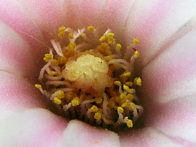 Lophophora williamsii 