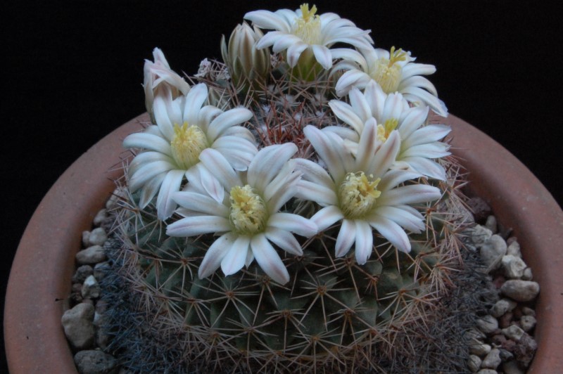 Mammillaria sp. SB 1566