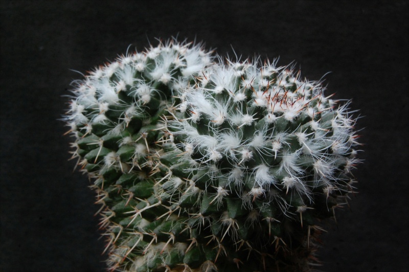 Mammillaria karwinskiana ssp. nejapensis SB 583