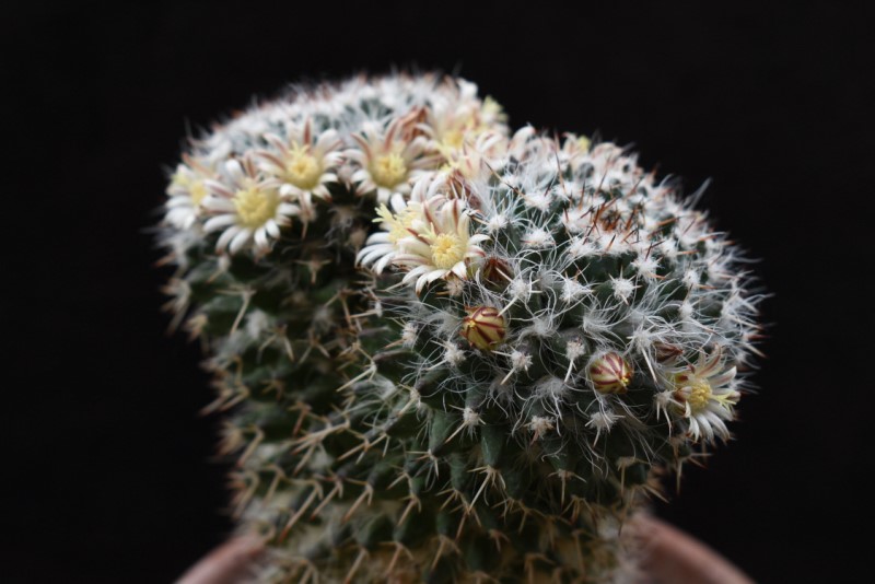 Mammillaria karwinskiana ssp. nejapensis SB 583