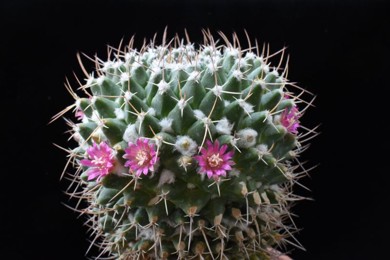 mammillaria compressa ssp. centralifera