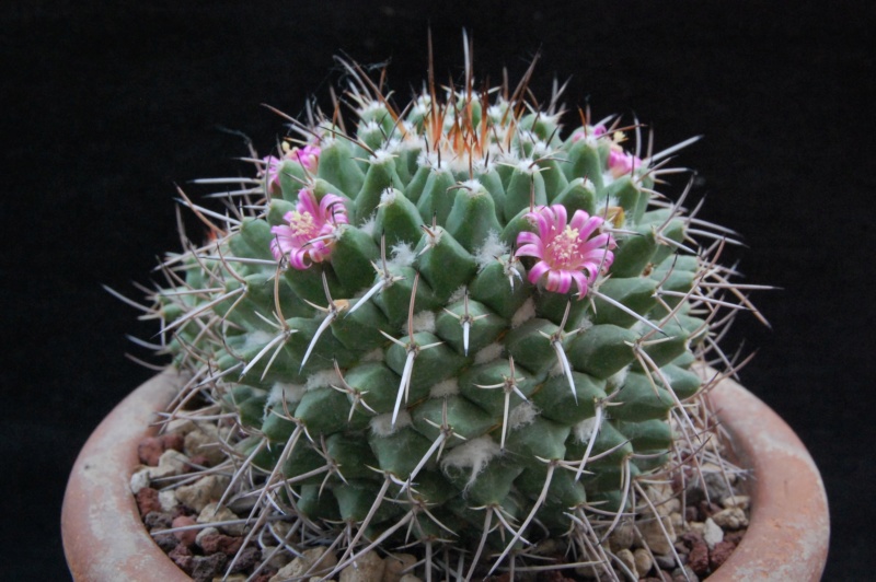 Mammillaria compressa ssp. centralifera BZ 27