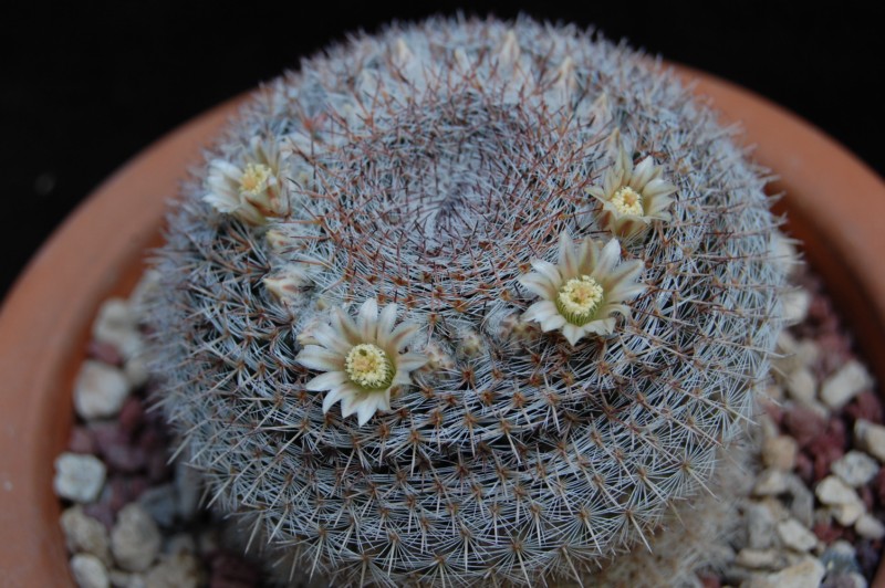 Mammillaria chionocephala Z 15