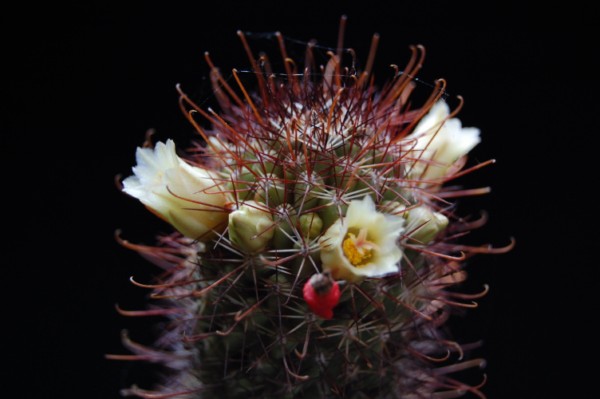 Mammillaria armillata 