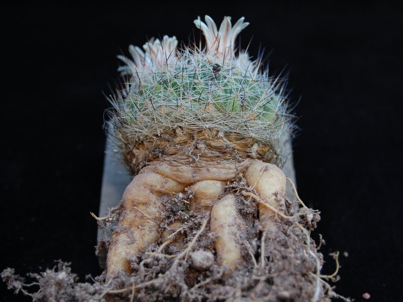 Mammillaria picta BZ 29