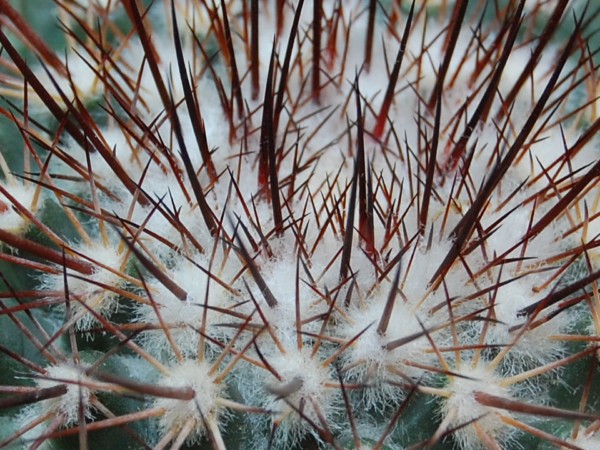 Mammillaria tesopacensis 