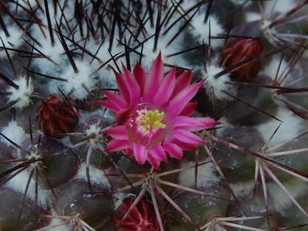 Mammillaria tesopacensis 