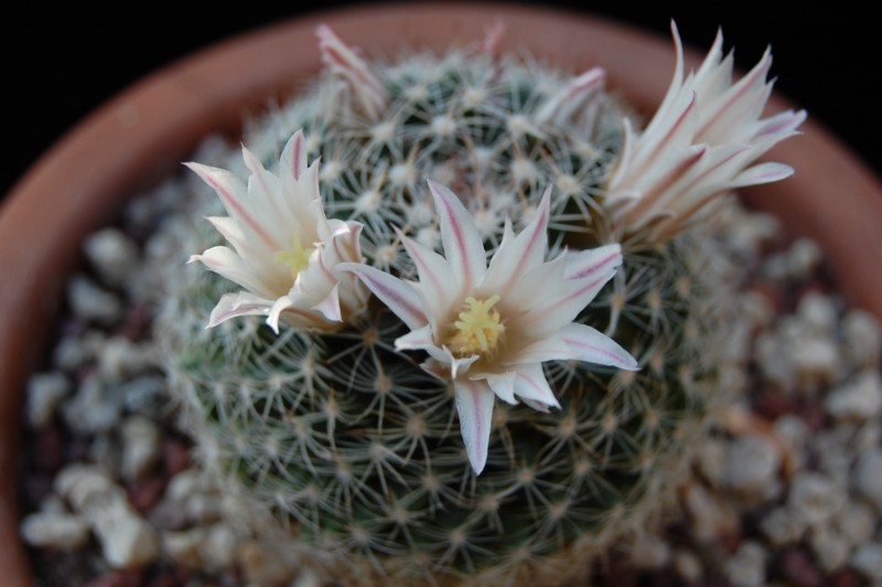 Mammillaria coahuilensis 