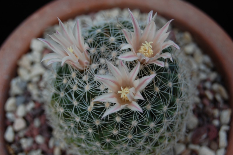 Mammillaria coahuilensis 