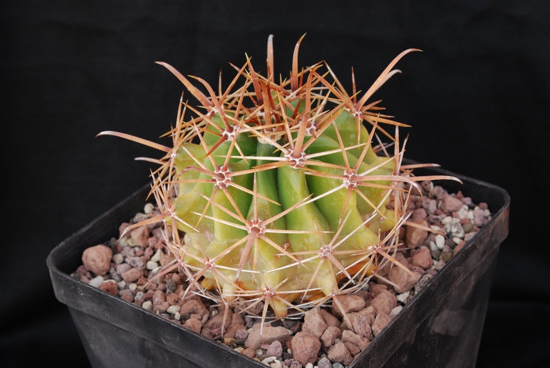 Ferocactus viridescens v. orcuttii 