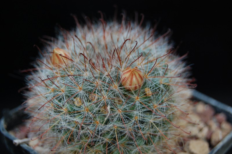 Mammillaria hirsuta REP 1515