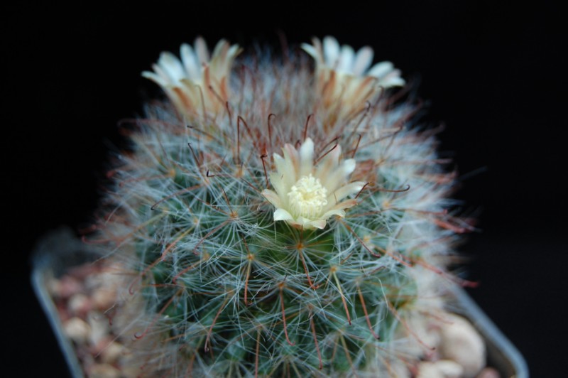 Mammillaria hirsuta REP 1515