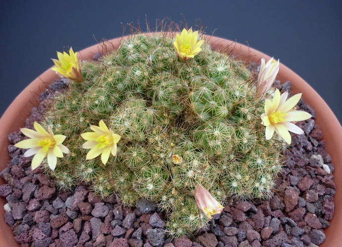 Mammillaria surculosa 