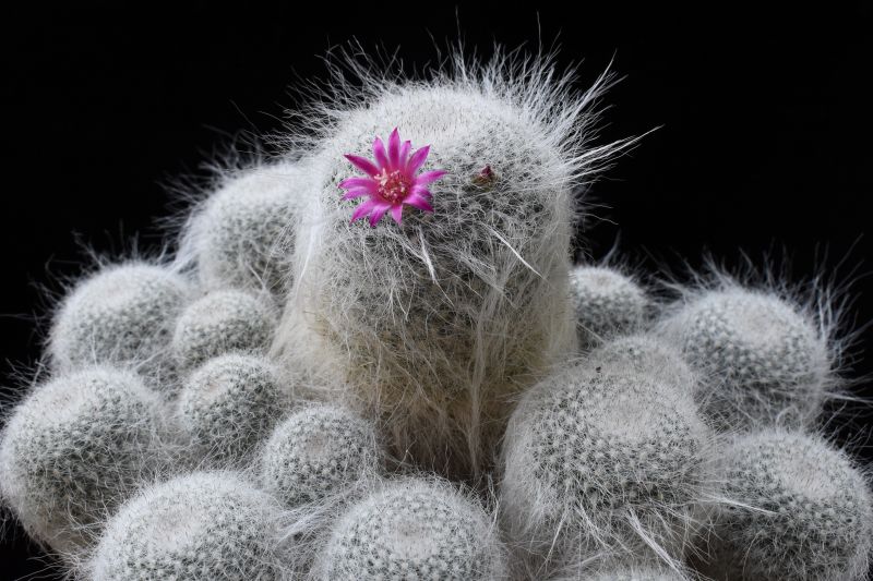 Mammillaria hahniana 