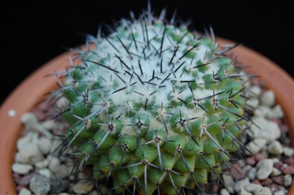 Mammillaria orcuttii 