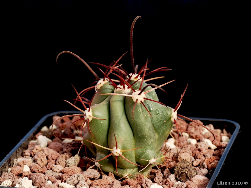 Ferocactus peninsulae v. viscainensis 